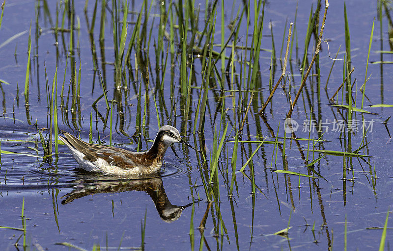 威尔逊氏phalarope (Phalaropus tricolor)是一种小型涉水动物。马勒尔国家野生动物保护区，俄勒冈州。Scolopacidae鸻形目。